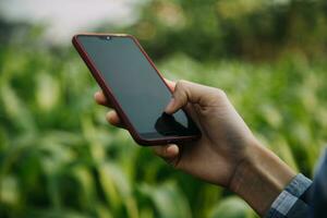 Landwirt nutzen das Ader Daten Netzwerk im das Internet von das Handy, Mobiltelefon zu bestätigen, prüfen, und wählen das Neu Ernte Methode. jung Bauern und Tabak Landwirtschaft foto