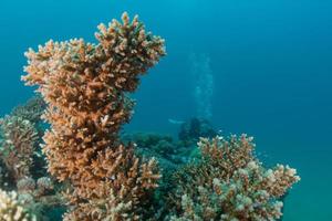 Korallenriff und Wasserpflanzen im Roten Meer, Eilat Israel foto