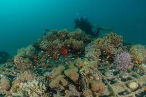 Korallenriff und Wasserpflanzen im Roten Meer, Eilat Israel foto