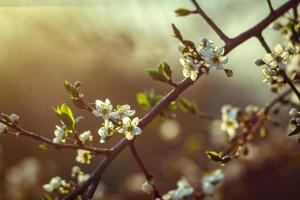 Kirschblüte im Frühjahr für Hintergrund oder Platz für Text kopieren foto