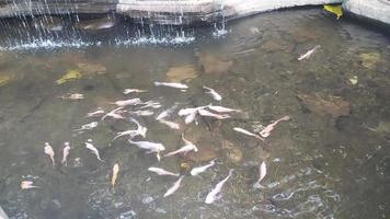 Fisch im Grand Canyon See foto