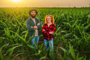 Familie landwirtschaftlich Beruf. Mann und Frau sind kultivieren Mais. Sie sind zufrieden mit gut Fortschritt von Pflanzen. foto