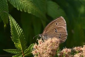 kleiner brauner Schmetterling auf einem blühenden Busch foto