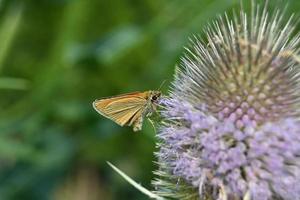 kleiner orangefarbener Schmetterling hockt auf einer großen Blume foto