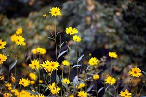 schöne pflanze gelbe blumen in der natur foto