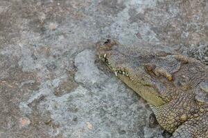 Kopf von Krokodil foto