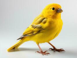 Gelb Kanarienvogel, Kanarienvogel auf ein Weiß Hintergrund. isoliert. ai generativ foto