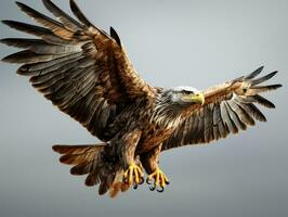 Weiß beschattet Adler Verbreitung Flügel haliaeetus albicilla ai generativ foto