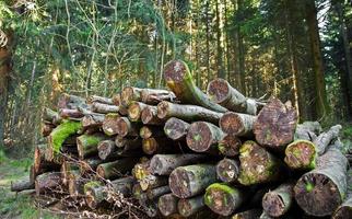 Holzstamm im Wald in der Natur schneiden foto