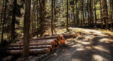 Holzstamm im Wald in der Natur schneiden