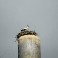 Storch auf ein Dach von das Wasser Turm foto