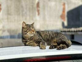 ein Katze Lügen auf das Dach von ein Auto, aalen im das Sonne foto