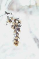 Winter schön Pflanze beschichtet mit gefroren Weiß Schnee und Eis foto