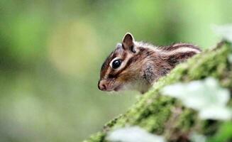 Chipmunk auf das Baum foto