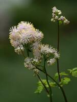 größer Wiesenraute, Thalictrum aquilegiifolium foto