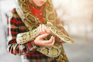 Nahansicht von Jungs Hände Freiwillige zeigen ein Schlange zu ein Kind und vermieten ihr berühren das Schlange halten ein königlich Ball Python foto