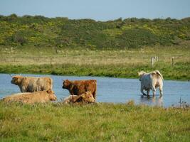 Insel Langeoog in Deutschland foto