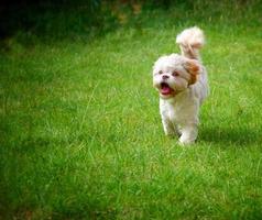 süßer süßer Hund auf grünem Gras foto