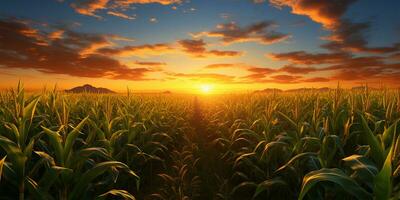 Sonnenuntergang Über ein Mais Feld mit Berge im das Hintergrund. landwirtschaftlich Landschaft ai generiert foto