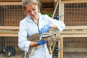 glückliche junge tierärztin mit stethoskop, das kaninchen auf ranchhintergrund hält und untersucht. Hase in tierärztlichen Händen zur Untersuchung in einer natürlichen Öko-Farm. Tierpflege und ökologisches Landwirtschaftskonzept. foto