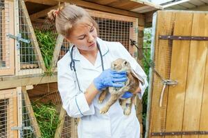 glückliche junge tierärztin mit stethoskop, das kaninchen auf ranchhintergrund hält und untersucht. Hase in tierärztlichen Händen zur Untersuchung in einer natürlichen Öko-Farm. Tierpflege und ökologisches Landwirtschaftskonzept. foto