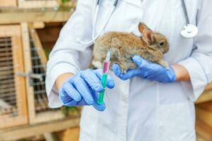 tierärztin mit spritze, die kaninchen auf ranchhintergrund hält und injiziert, nah oben. Hase in tierärztlichen Händen zur Impfung in einer natürlichen Öko-Farm. Tierpflege und ökologisches Landwirtschaftskonzept. foto