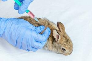 tierärztin mit spritze, die kaninchen auf ranchhintergrund hält und injiziert, nah oben. Hase in tierärztlichen Händen zur Impfung in einer natürlichen Öko-Farm. Tierpflege und ökologisches Landwirtschaftskonzept. foto