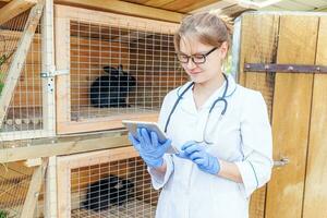 tierärztin mit tablet-computer, die den tiergesundheitsstatus auf scheunenranchhintergrund überprüft. tierarzt untersucht kaninchen in natürlicher ökofarm. tierpflege und ökologisches viehhaltungskonzept. foto