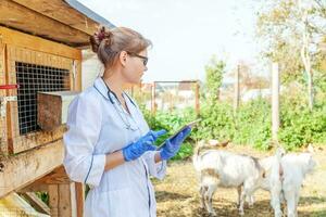 junge tierärztin mit tablet-computer, die ziege auf ranchhintergrund untersucht. tierarzt untersucht ziege in natürlicher ökofarm. tierpflege und ökologisches viehhaltungskonzept. foto