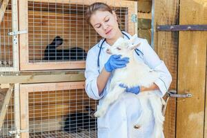 junge tierärztin mit stethoskop, das ziegenkind auf ranchhintergrund hält und untersucht. Junge Zicklein in tierärztlichen Händen zur Untersuchung in einer natürlichen Öko-Farm. moderne Tierhaltung, ökologische Landwirtschaft. foto