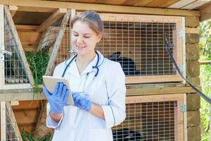 tierärztin mit tablet-computer, die den tiergesundheitsstatus auf scheunenranchhintergrund überprüft. tierarzt untersucht kaninchen in natürlicher ökofarm. tierpflege und ökologisches viehhaltungskonzept. foto