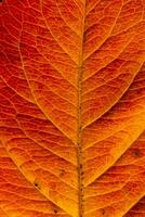 Closeup Herbst Herbst extreme Makro Textur Blick auf rot orange Holz Blatt Baumblatt glühen in Sonne Hintergrund. inspirierende natur oktober oder september hintergrundbild. wechsel der jahreszeiten konzept. foto