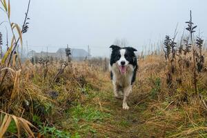 Haustier Aktivität. süß Hündchen Hund Rand Collie Laufen im Herbst Park draussen. Haustier Hund auf Gehen im nebelig Herbst fallen Tag. Hallo Herbst kalt Wetter Konzept. foto