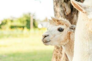 süßes alpaka mit lustigem gesicht, das sich am sommertag auf der ranch entspannt. heimische alpakas, die auf der weide im natürlichen öko-bauernhof-landschaftshintergrund grasen. Tierpflege und ökologisches Landwirtschaftskonzept foto