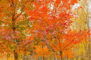 natürlicher Herbstblick auf Bäume mit rot-orangefarbenem Blatt im Gartenwald oder Park. Ahornblätter während der Herbstsaison. inspirierende natur im oktober oder september. wechsel der jahreszeiten konzept. foto