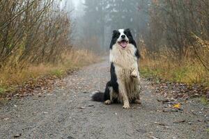 Haustier Aktivität. süß Hündchen Hund Rand Collie Sitzung im Herbst Park Wald draussen. Haustier Hund auf Gehen im nebelig Herbst fallen Tag. Hund gehen. Hallo Herbst kalt Wetter Konzept. foto