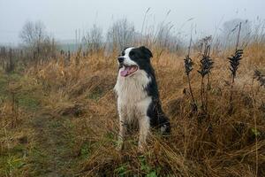 Haustier Aktivität. süß Hündchen Hund Rand Collie Sitzung im Herbst Park Wald draussen. Haustier Hund auf Gehen im nebelig Herbst fallen Tag. Hund gehen. Hallo Herbst kalt Wetter Konzept. foto