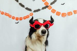 Süßes oder Saures-Konzept. lustiger Hündchen-Border-Collie, gekleidet in Halloween-Kostüm mit dummen Satan-Teufel-Brillen auf weißem Hintergrund mit Halloween-Girlandendekorationen. vorbereitung für halloween-party. foto