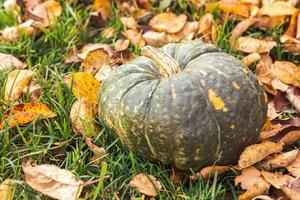 herbstlicher Hintergrund. Herbst Herbst Kürbis auf getrockneten Herbstlaub Garten Hintergrund im Freien. oktober september hintergrundbild wechsel der jahreszeiten reif bio-lebensmittel konzept halloween party erntedankfest. foto