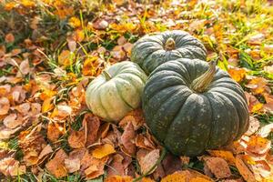 herbstlicher Hintergrund. Herbst Herbst Kürbisse auf getrockneten Herbstlaub Garten Hintergrund im Freien. oktober september hintergrundbild wechsel der jahreszeiten reif bio-lebensmittel konzept halloween party erntedankfest. foto