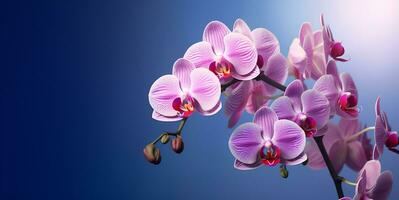 schön Orchidee Blumen leer Raum Hintergrund, ai generativ foto