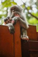 Affenbaby mit Mama foto