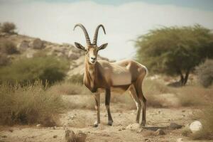 National Tier von eritrea foto