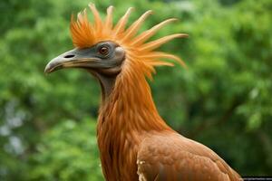 National Tier von Guinea-Bissau foto