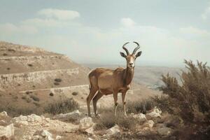 National Tier von Jordan foto