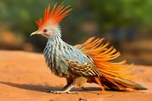 National Vogel von Burkina Faso Oberer, höher volta foto
