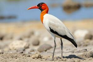 National Vogel von cabo verde foto