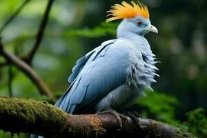 National Vogel von Kongo kostenlos Zustand das foto