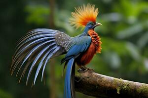 National Vogel von Costa Rica foto