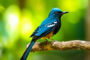 National Vogel von el Salvador foto
